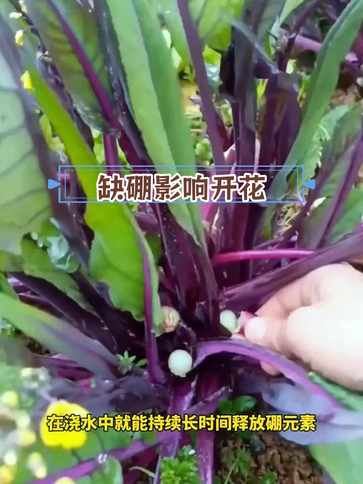 红菜心只长叶不开花?试试补充硼肥