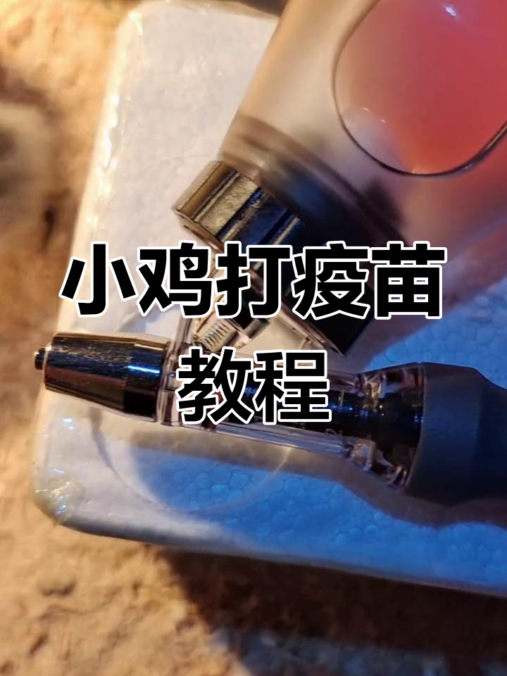 刚出壳小鸡疫苗接种全过程