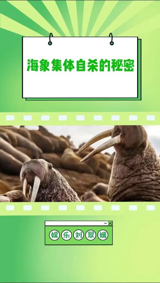 找不到家的海象