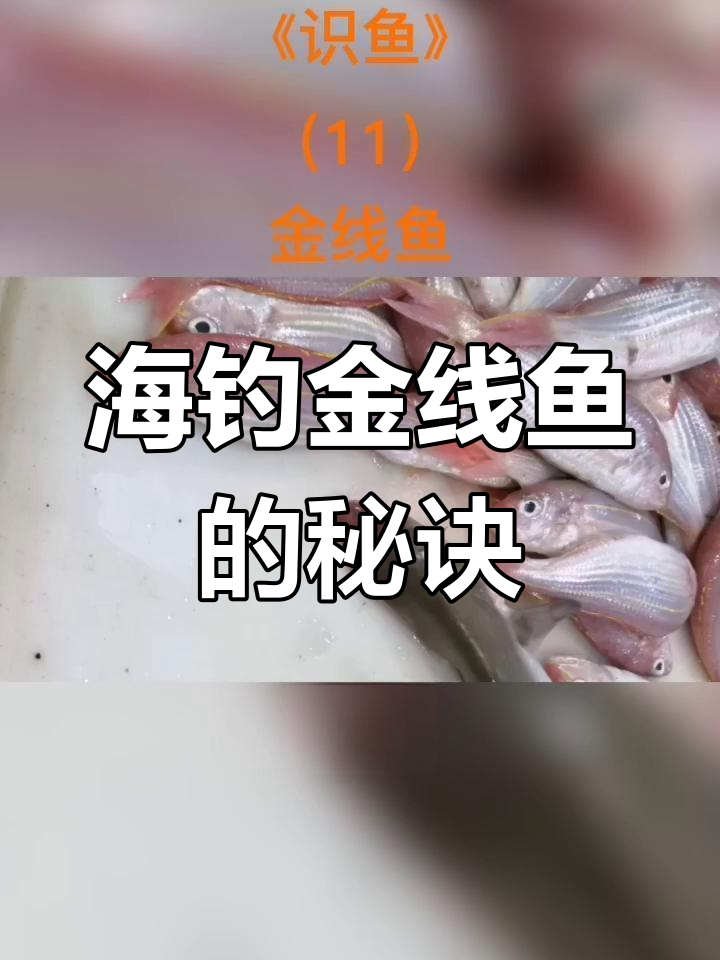 金线鱼钓鱼技巧,海钓高手分享经验