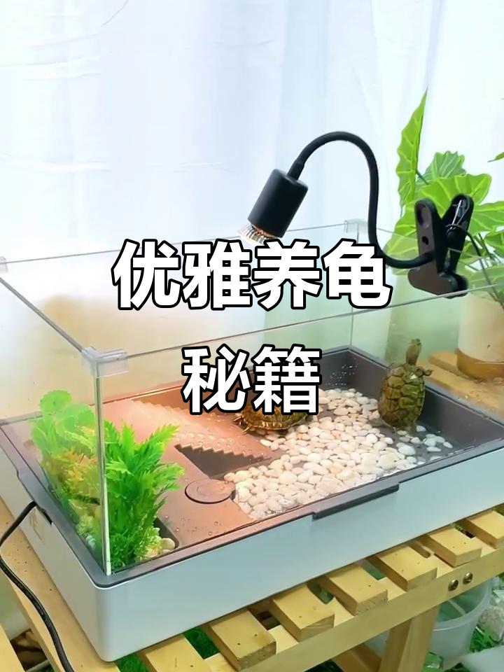 轻松打造完美龟缸,让乌龟生活更舒适!
