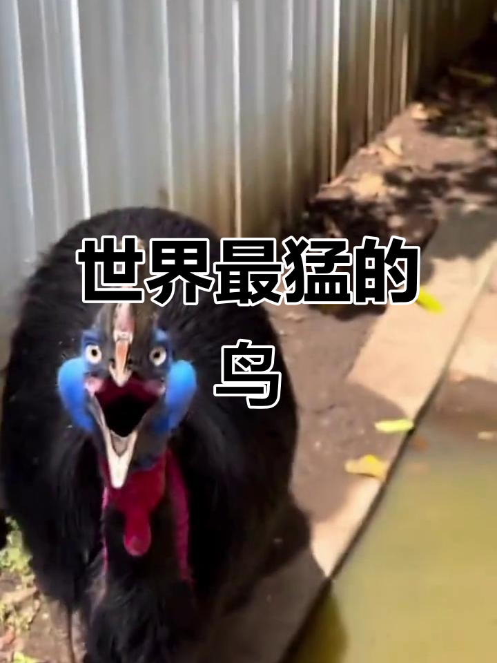 鹤驼:世界上最危险的鸟,爪子致命