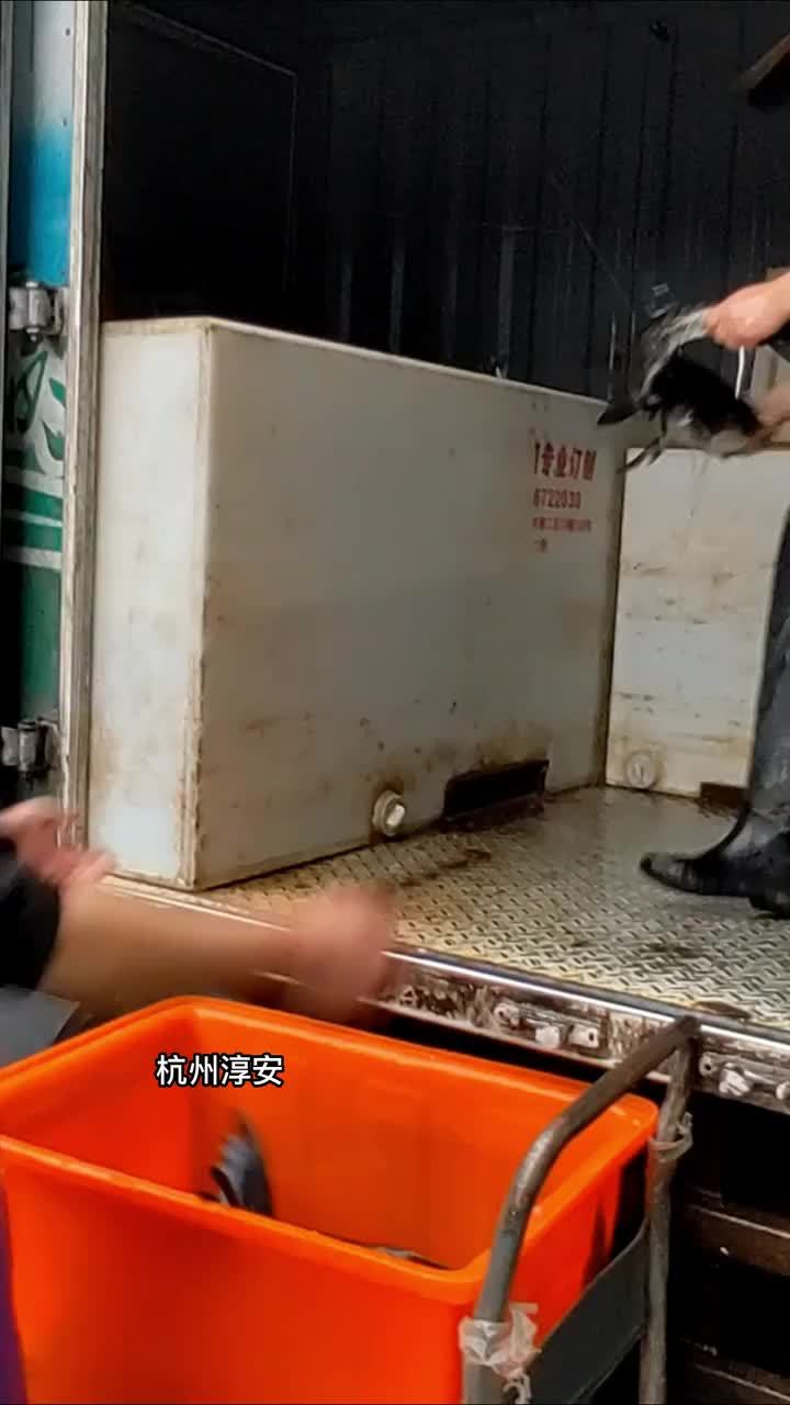 生态年货销量大增 杭州千岛湖每天10万斤有机鱼“游”向全国