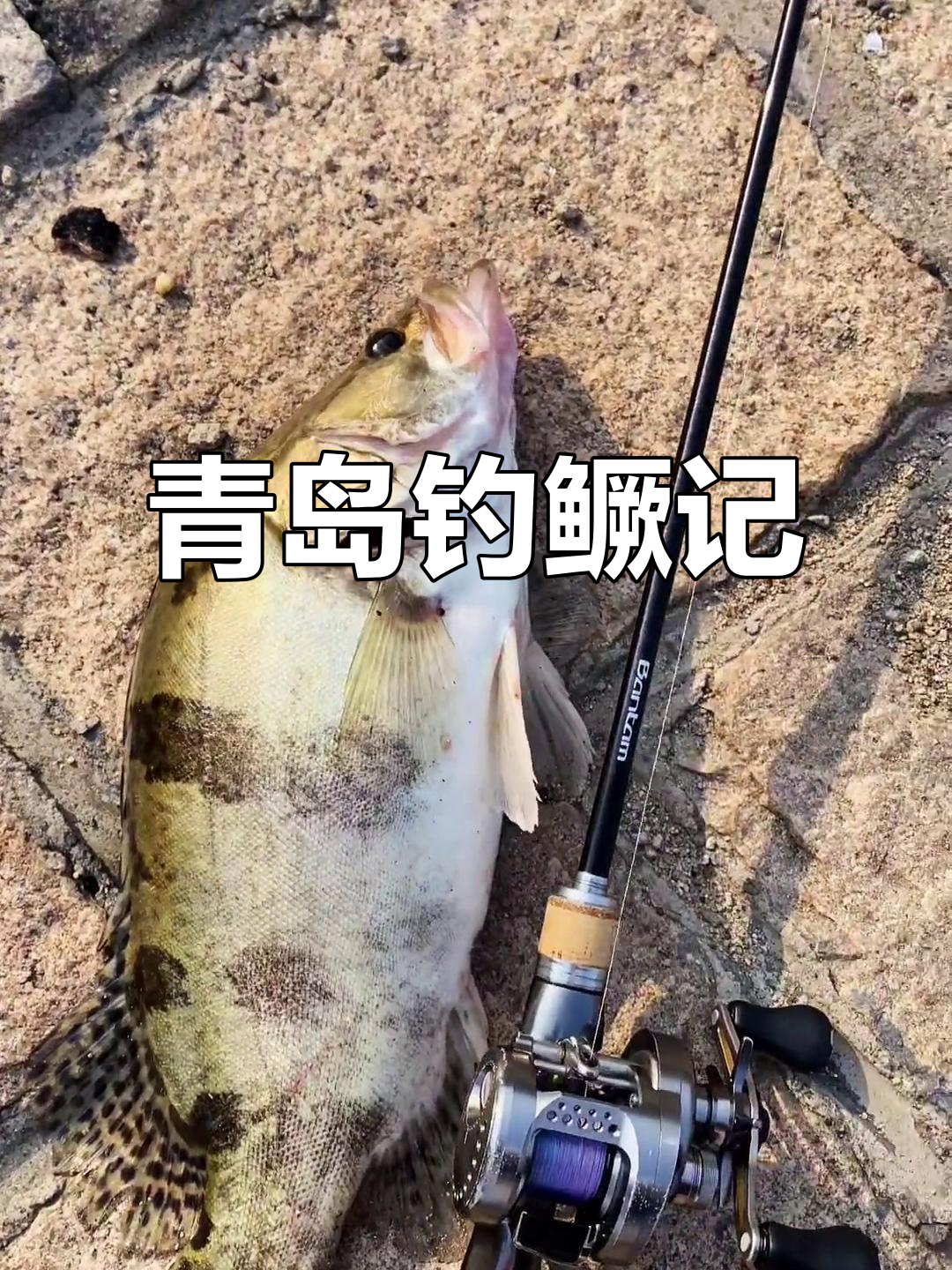 青岛钓鱼种类丰富,鳜鱼味道绝佳!