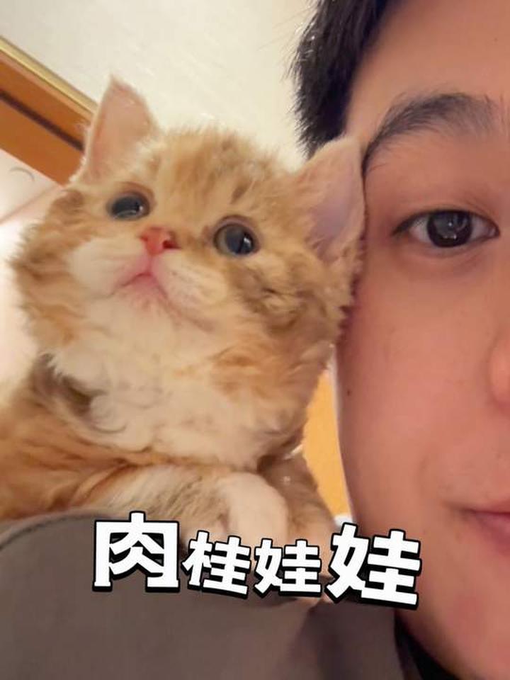 百年难遇的肉桂色三花短毛赛凯猫