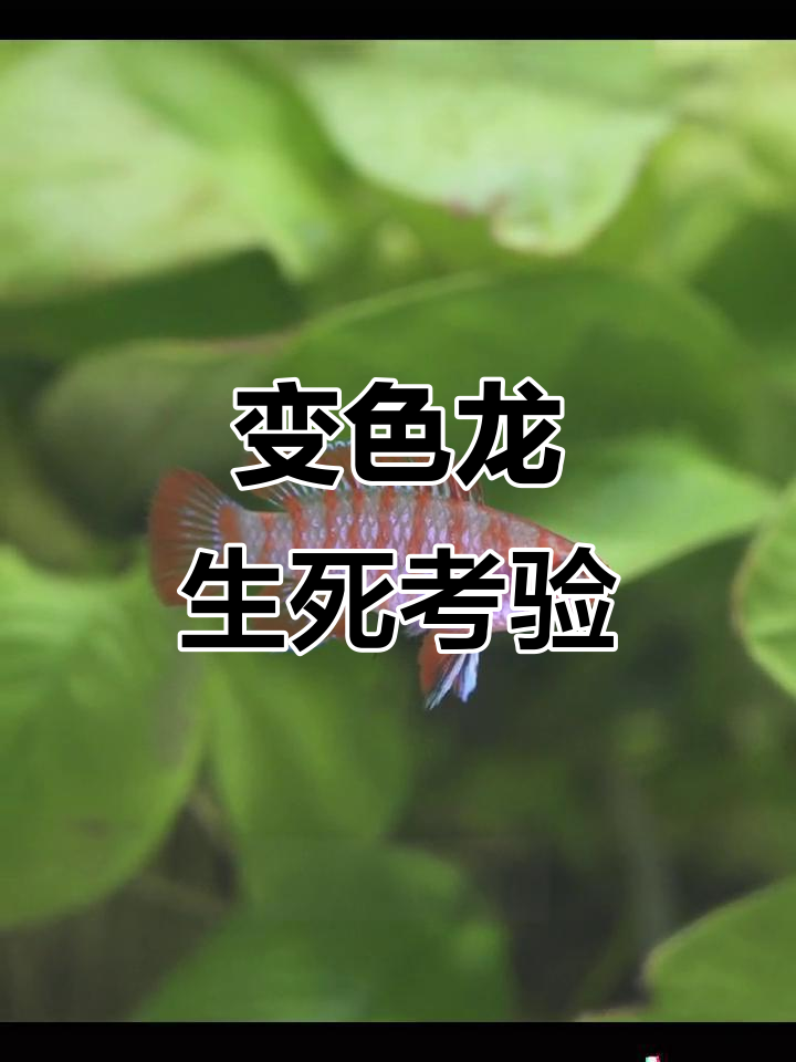 火焰变色龙入缸,明天看看能活几条!