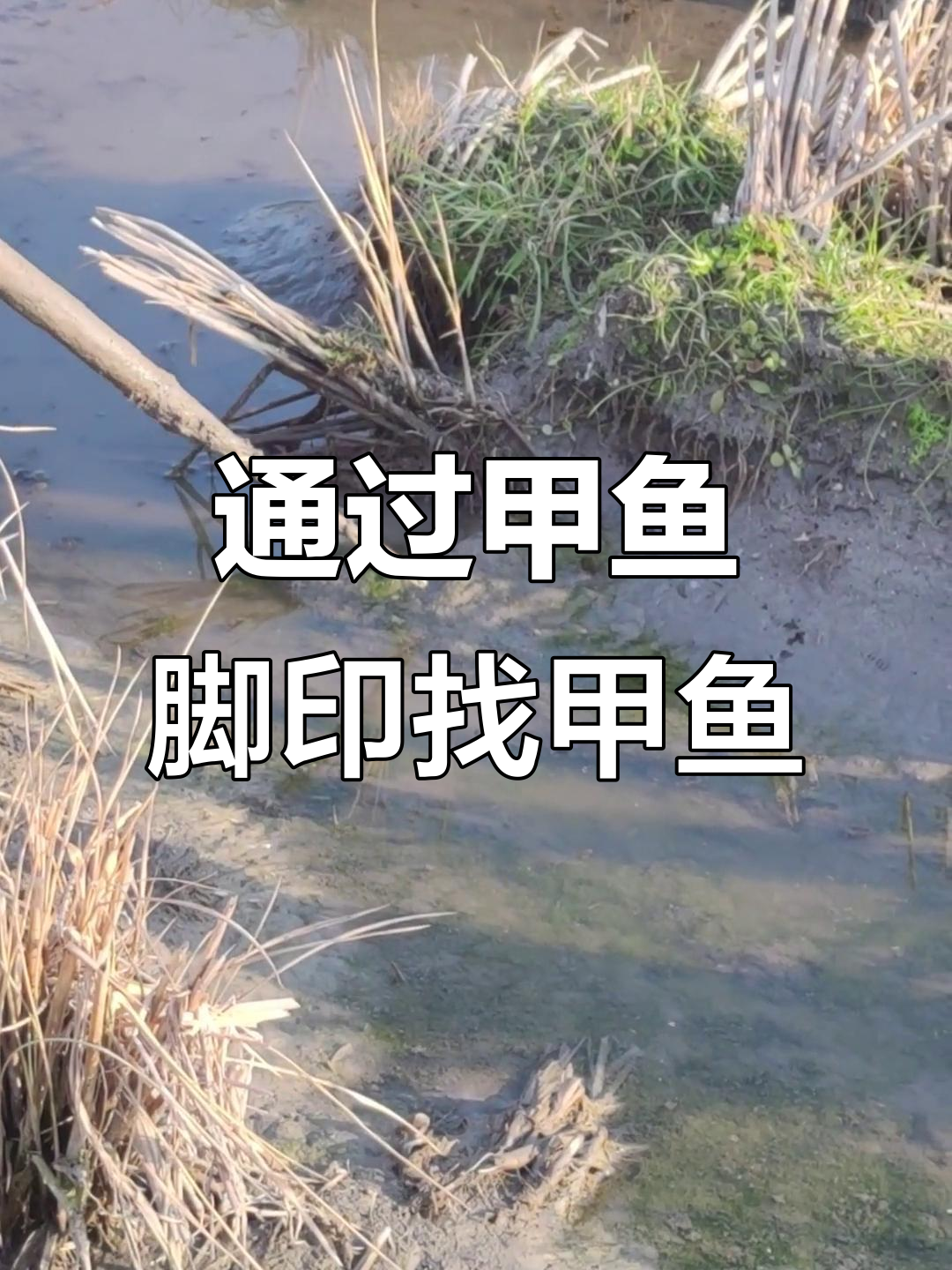 甲鱼脚印揭秘,教你如何轻松找到它