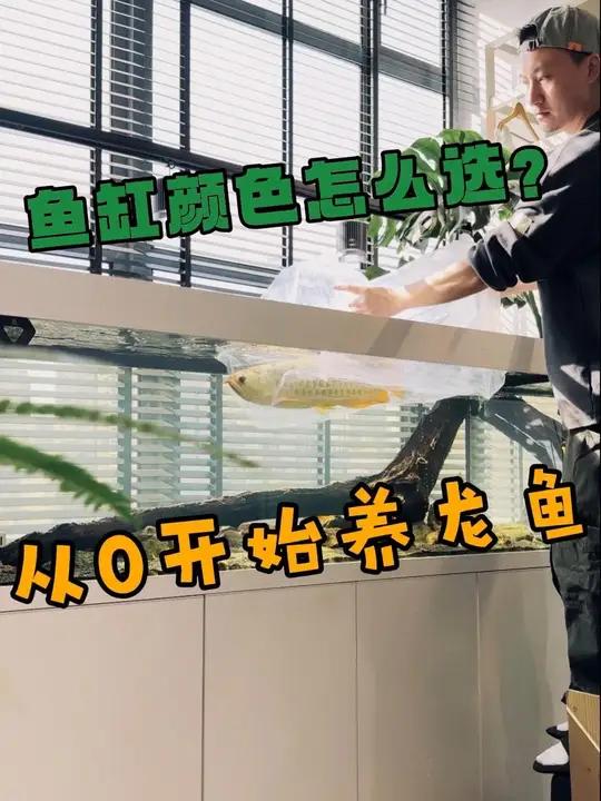 「从0开始养龙鱼」2.鱼缸颜色怎么选?