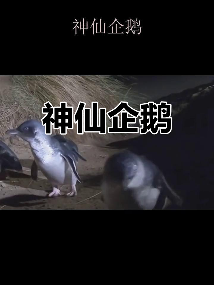 小蓝企鹅的童话世界
