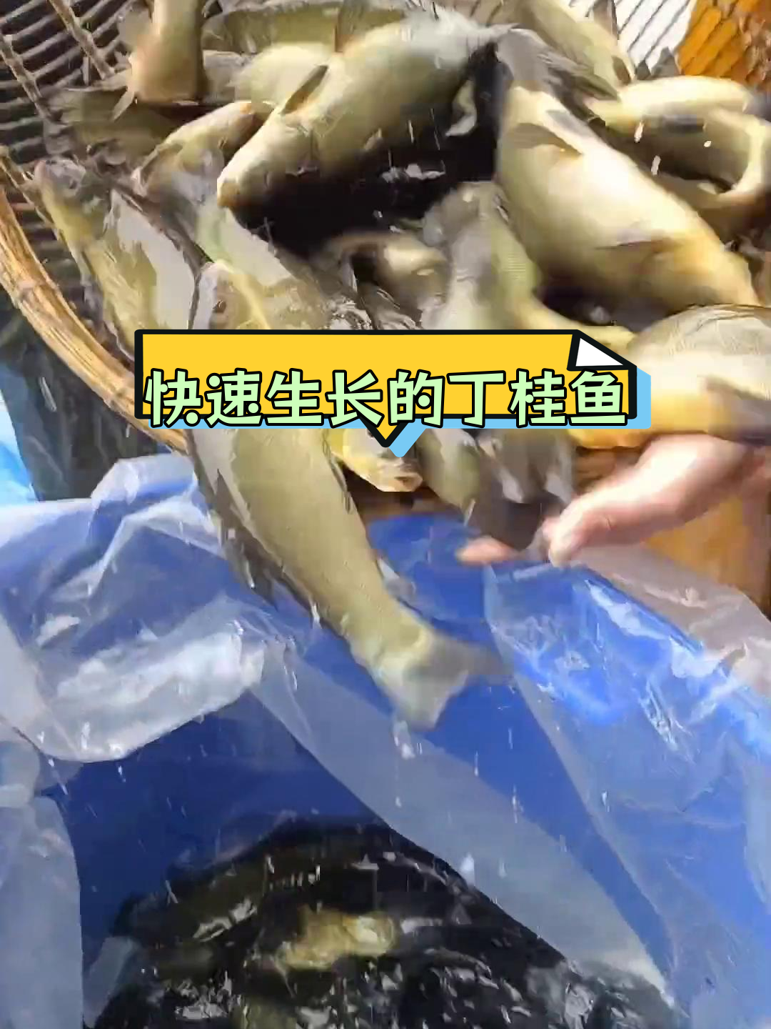 丁桂鱼:耐寒抗氧,养殖周期短