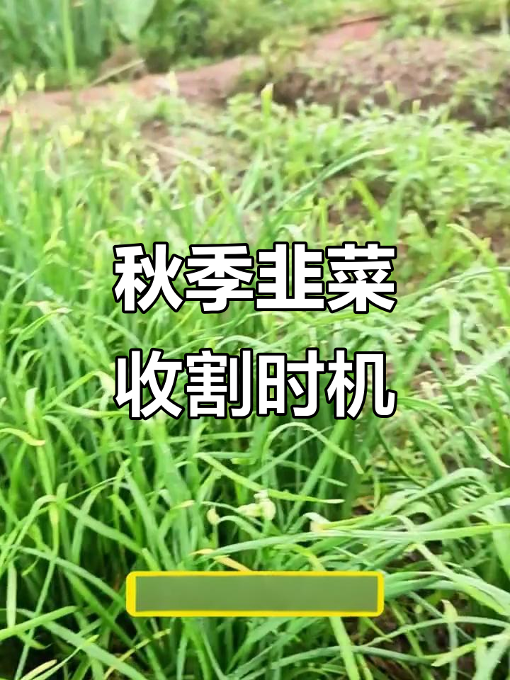 秋天韭菜收割技巧:何时割最合适?
