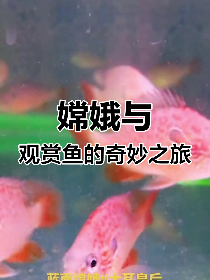 嫦娥蓝面大耳皇后,带你进入观赏鱼世界