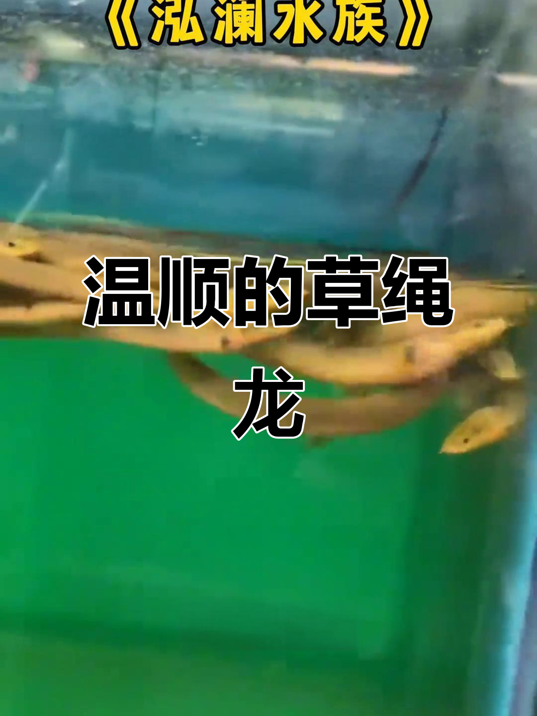 草绳恐龙鱼,温和易养,适合与小鱼共处