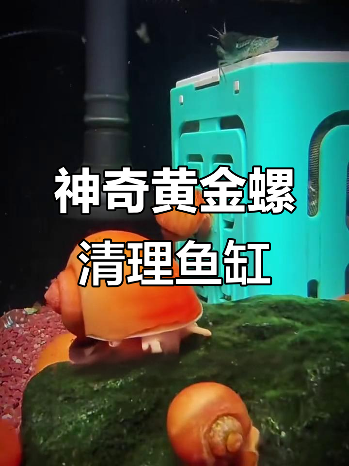黄金螺:鱼缸清洁神器,吃粪便除藻能力超强