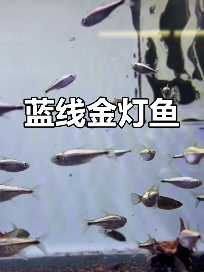 蓝线金灯鱼:群游奇观,闪耀如钻石