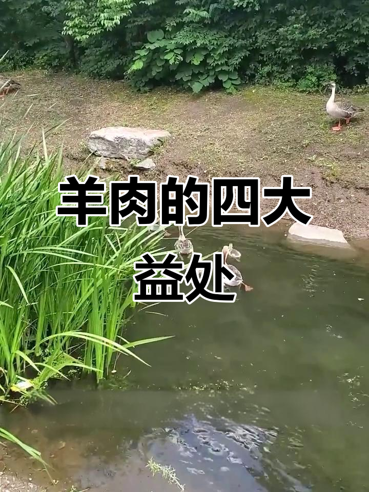 吃羊肉的4大好处，轻松减重、抗疲劳