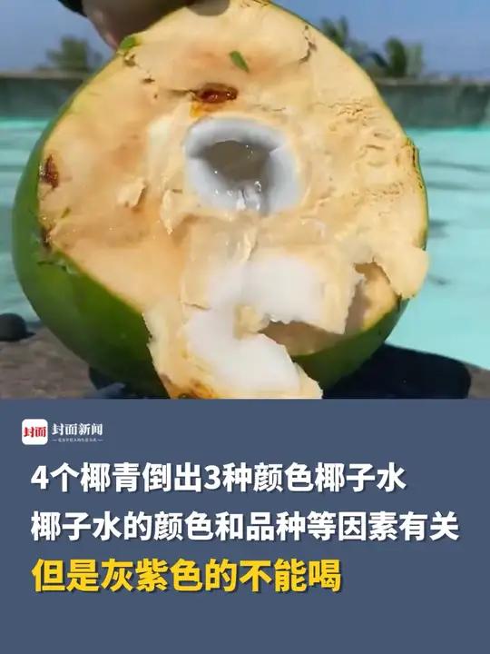 4个椰青倒出3种颜色的椰子水,专家:椰子水颜色跟品种等因素有关,但是灰紫色的不能喝!
