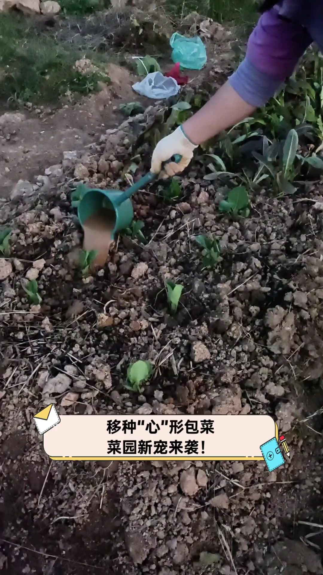 移种“心”形包菜,菜园新宠来袭!