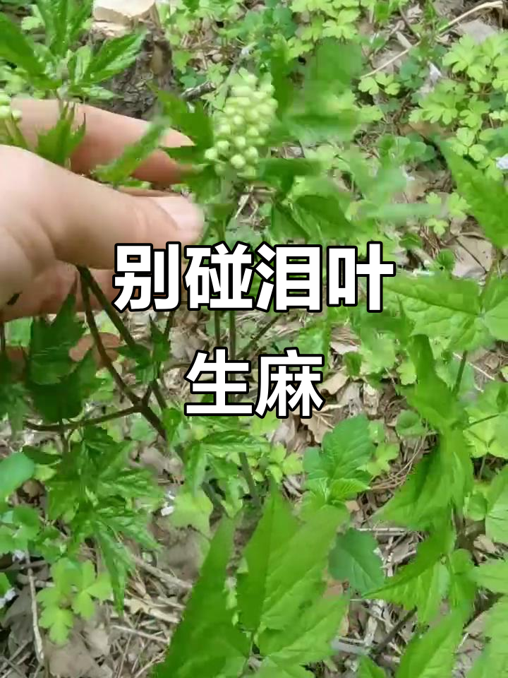 泪叶生麻:看似山野菜,实则有毒!