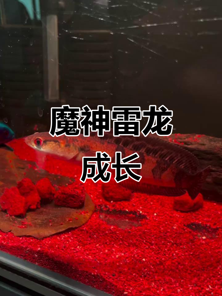 魔神雷龙成长记,基因强大,养功轻松超越极限!