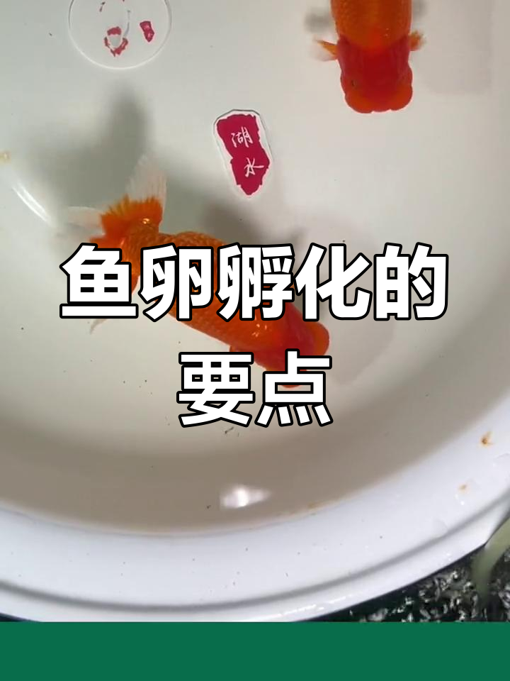 金鱼卵孵化全过程揭秘