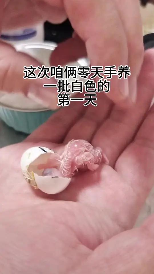 这次咱俩零天手养一批白色玄凤鹦鹉 第一天