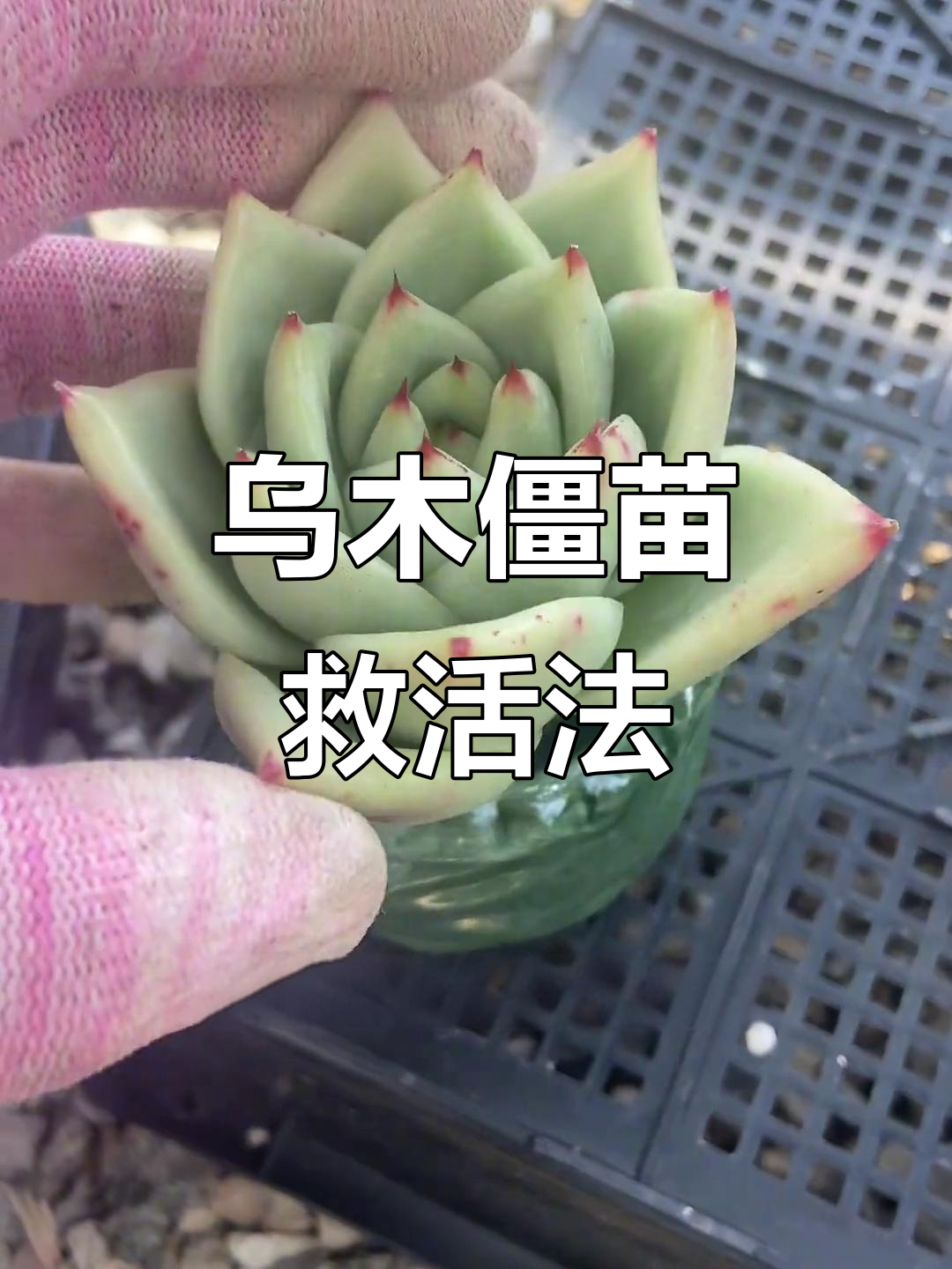 乌木多肉根坏掉,修根换土重生记