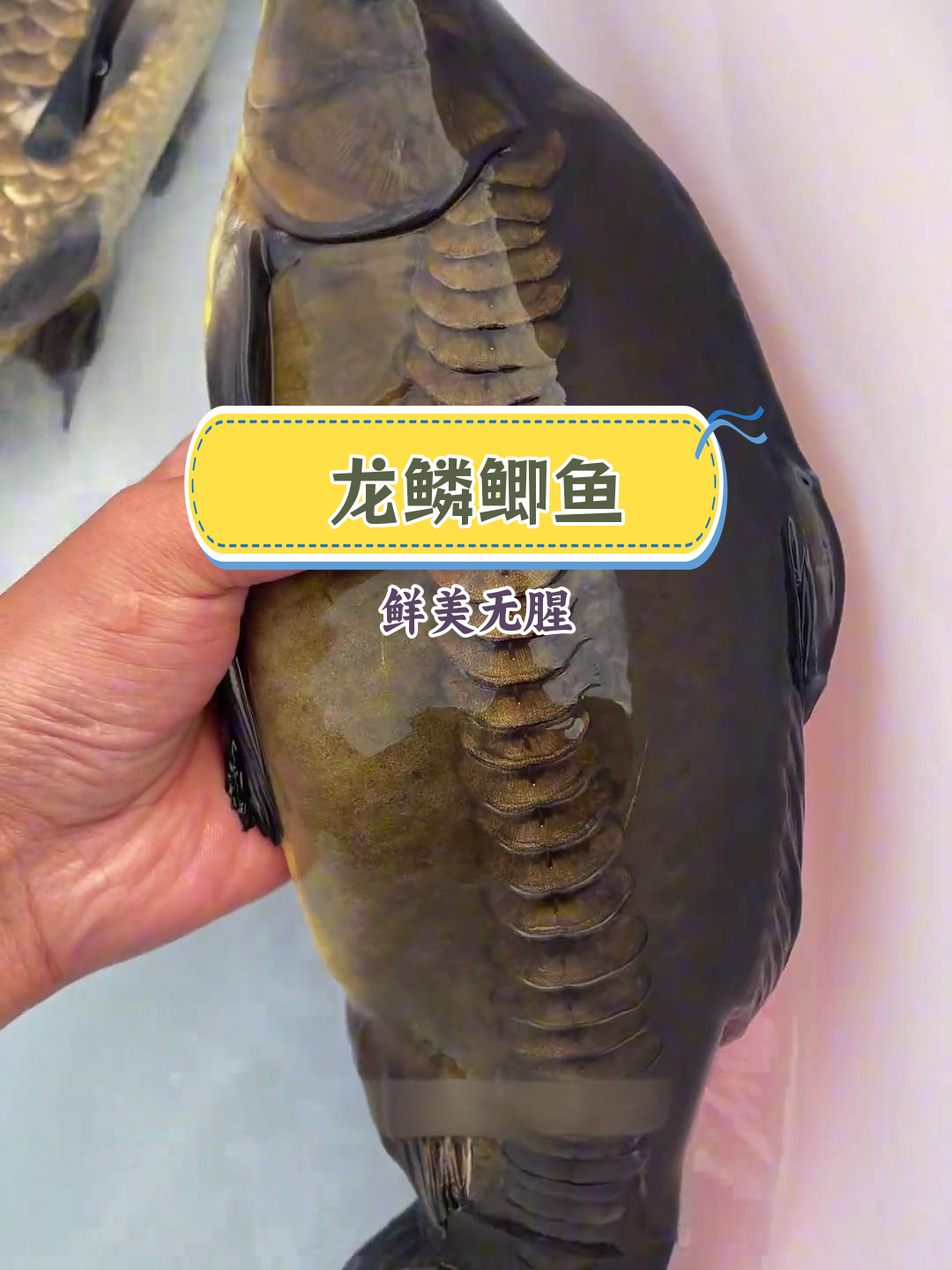 千岛湖龙鳞鲫鱼:难得一见的美味