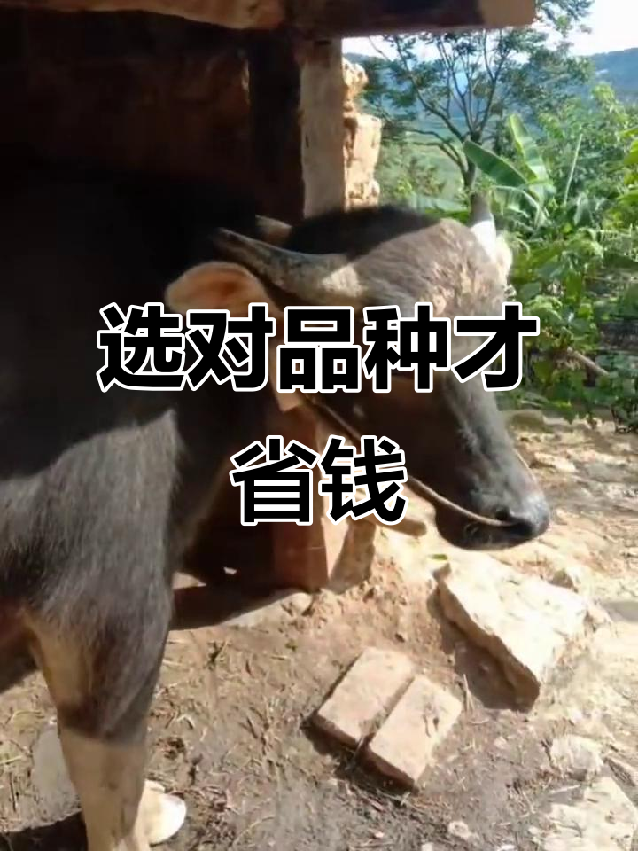 水牛和黄牛大不同,买水牛肉更实惠