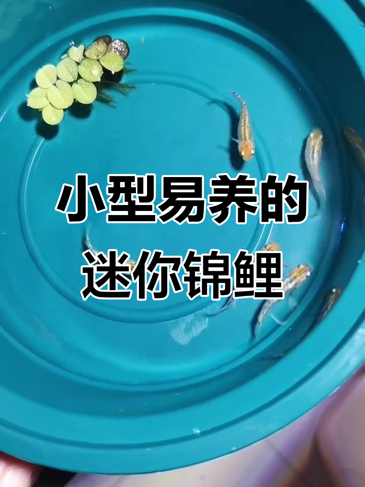迷你锦鲤:不用加温、过滤,超容易养!