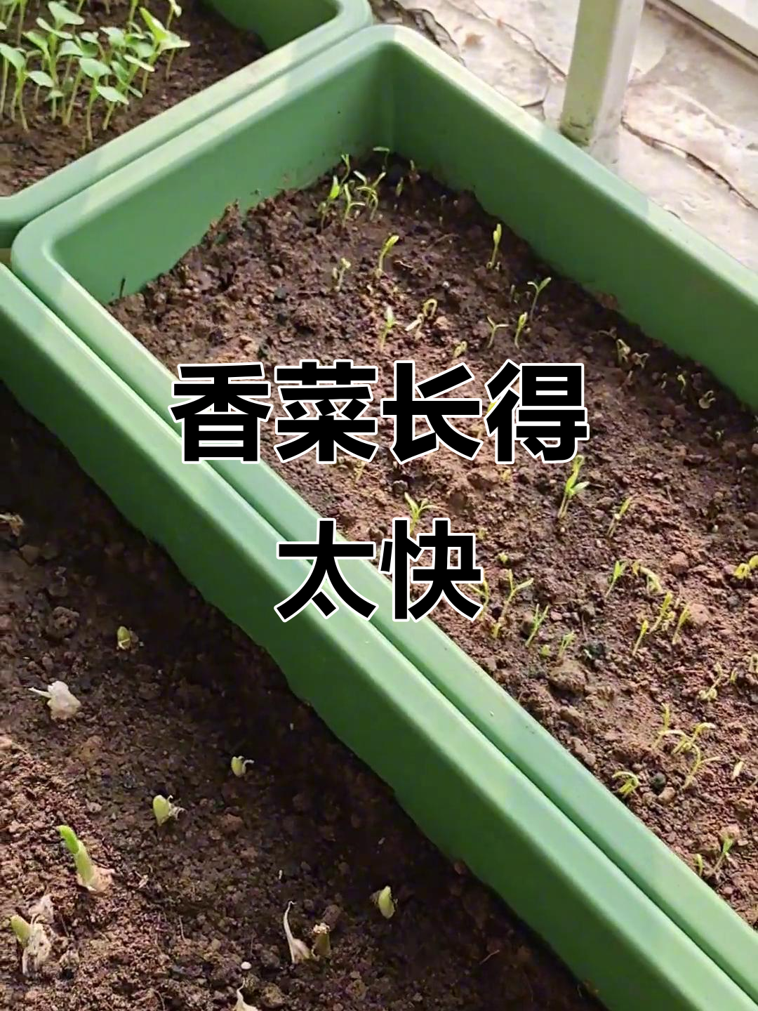 香菜发芽快,但长太高了怎么办?阳台种植小烦恼