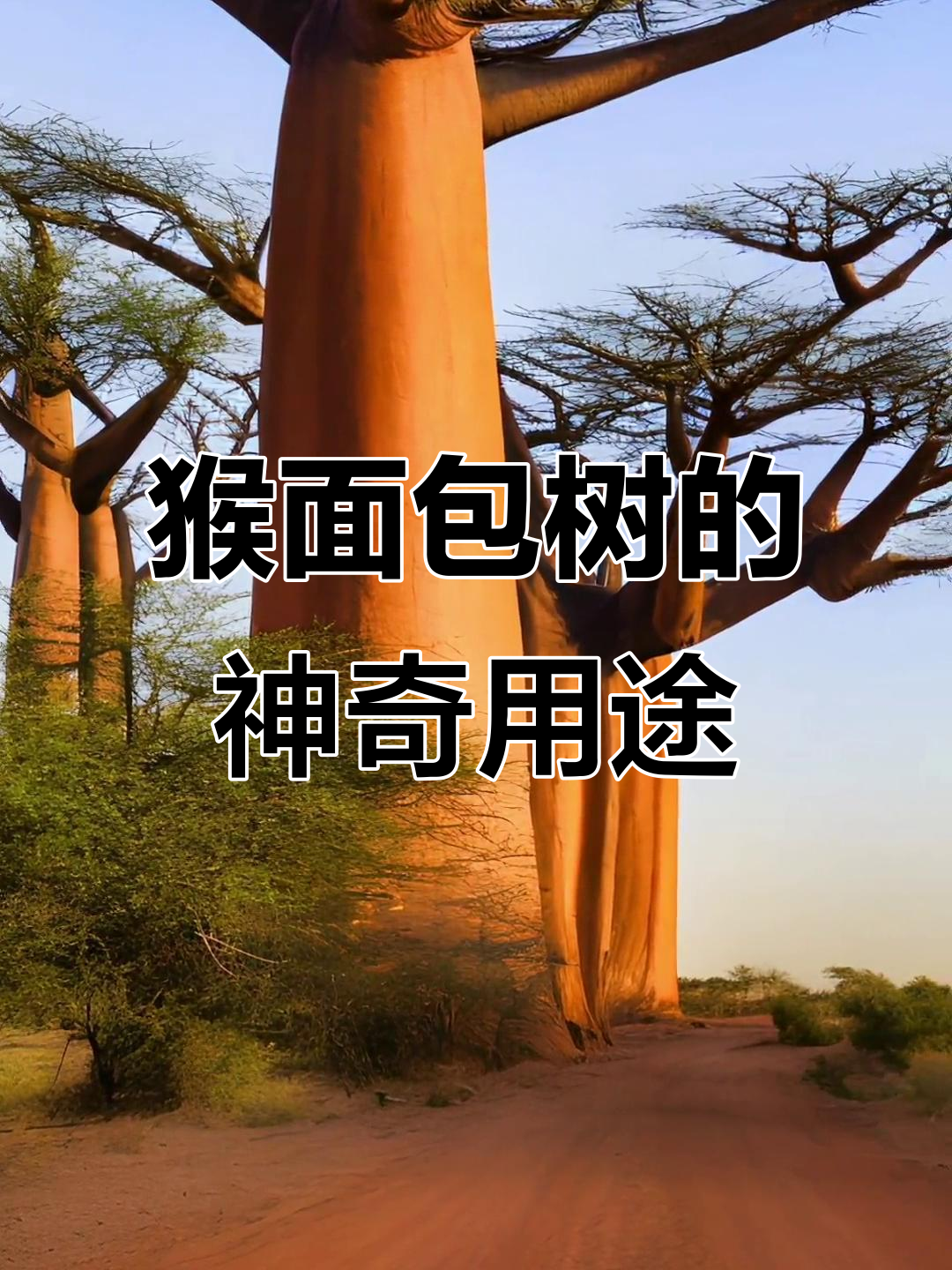 猴面包树:非洲的“万能”圣树,叶子果实都能吃