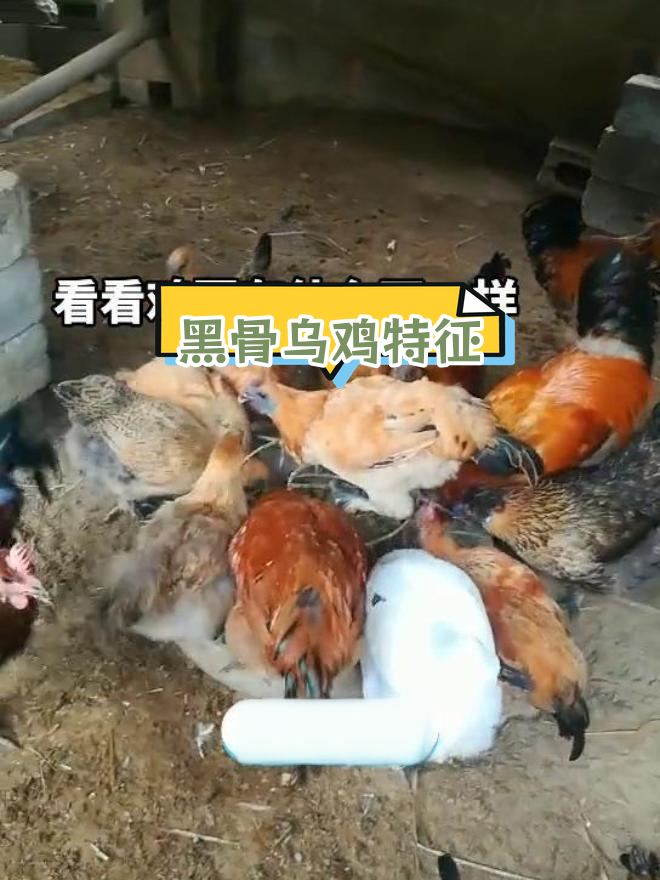 纯种乌鸡的独特之处:矮小、黑肉、扁冠