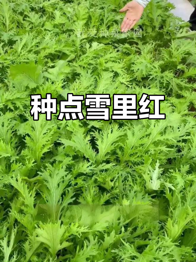 秋播必备!种雪里蕻,腌泡菜做梅干菜的绝佳选择