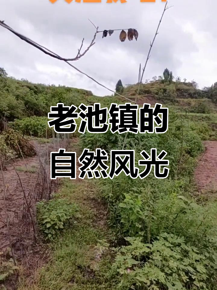 四川遂宁老池镇的乡村美景与自然气息,鱼塘、菜园一应俱全