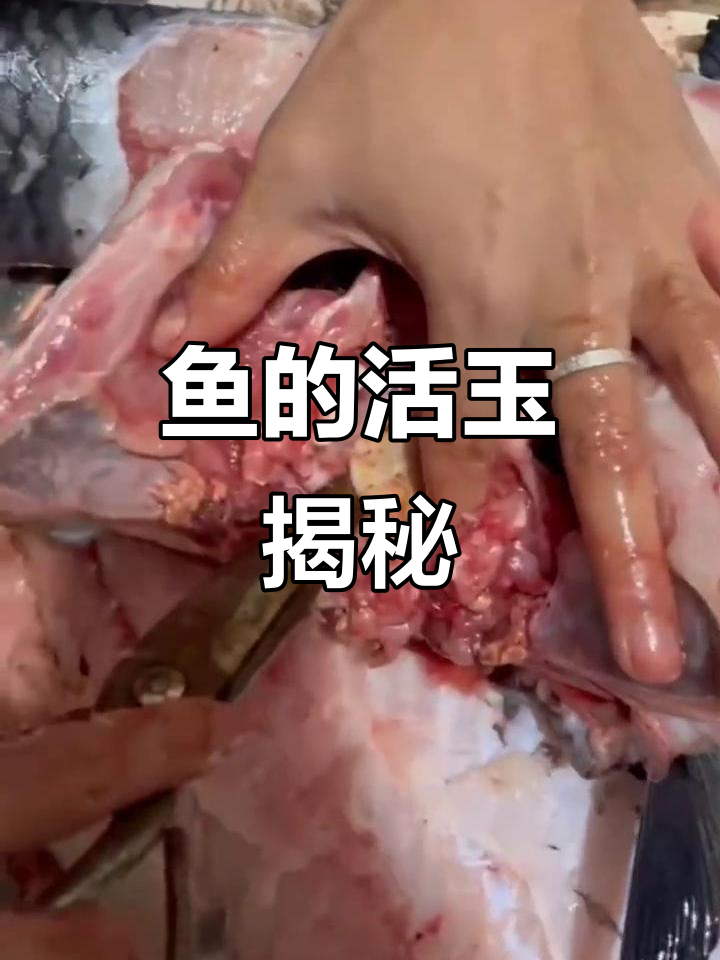 青鱼石:藏在鱼嘴里的珍宝,竟能防惊吓?