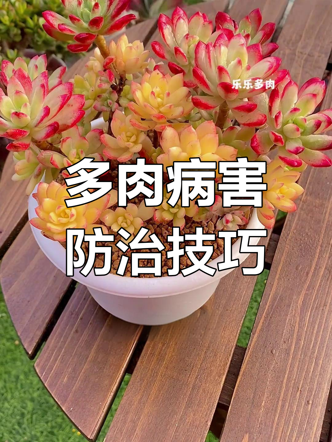 多肉植物常见病害全解析,轻松搞定黑腐、白斑等病症