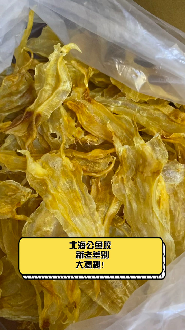 北海公鱼胶,新老差别大揭秘!