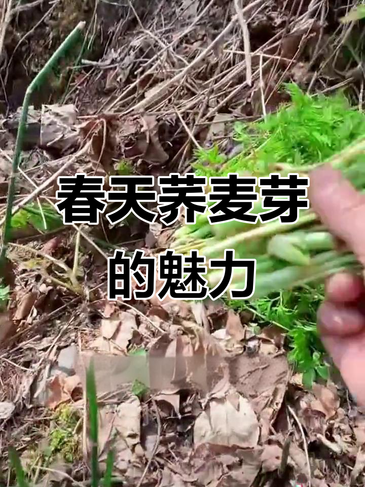 春天的味道,荞麦芽嫩绿可爱,胖乎乎的让人爱不释手