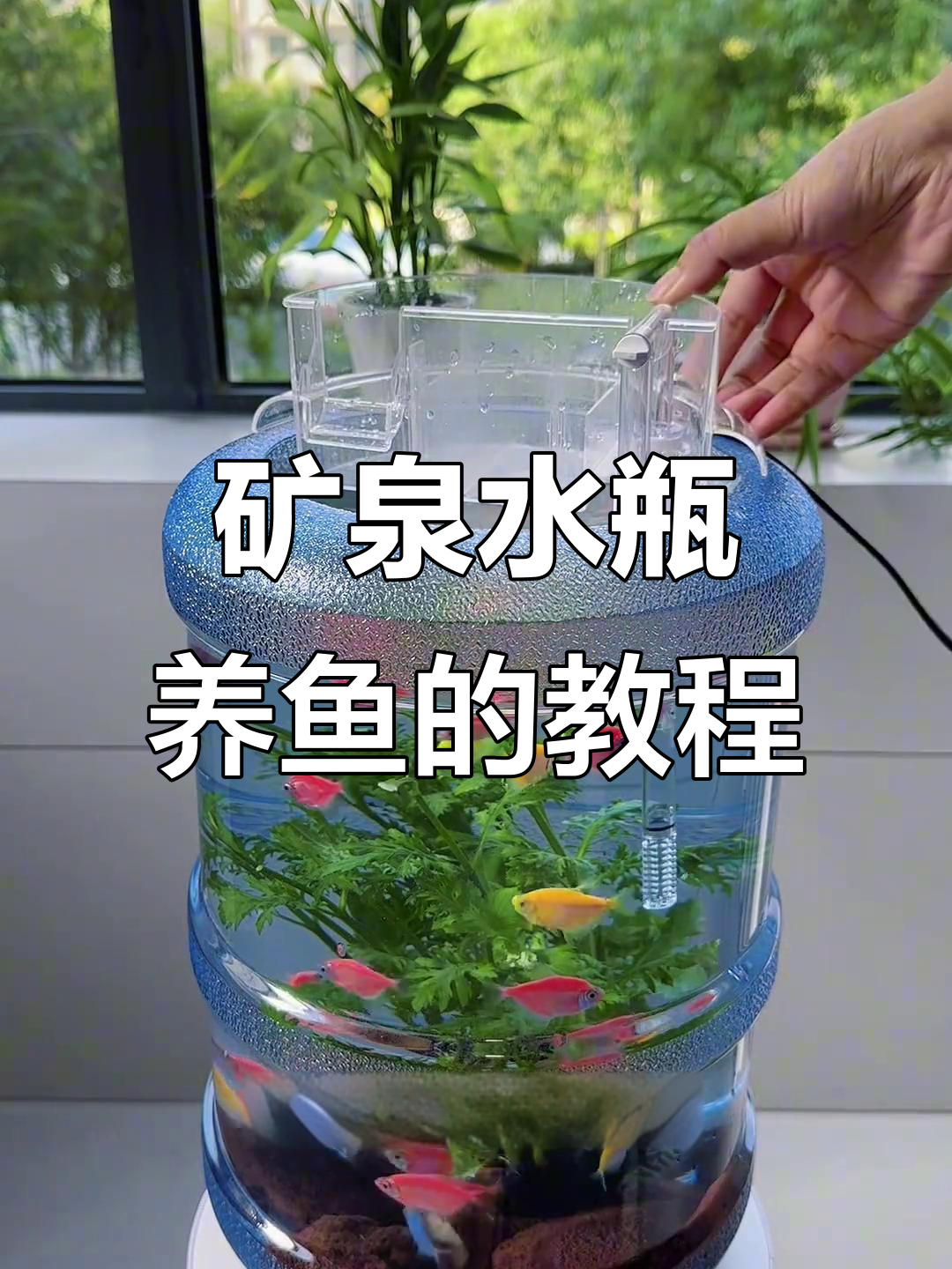 用矿泉水桶打造生态鱼缸，简单又实用