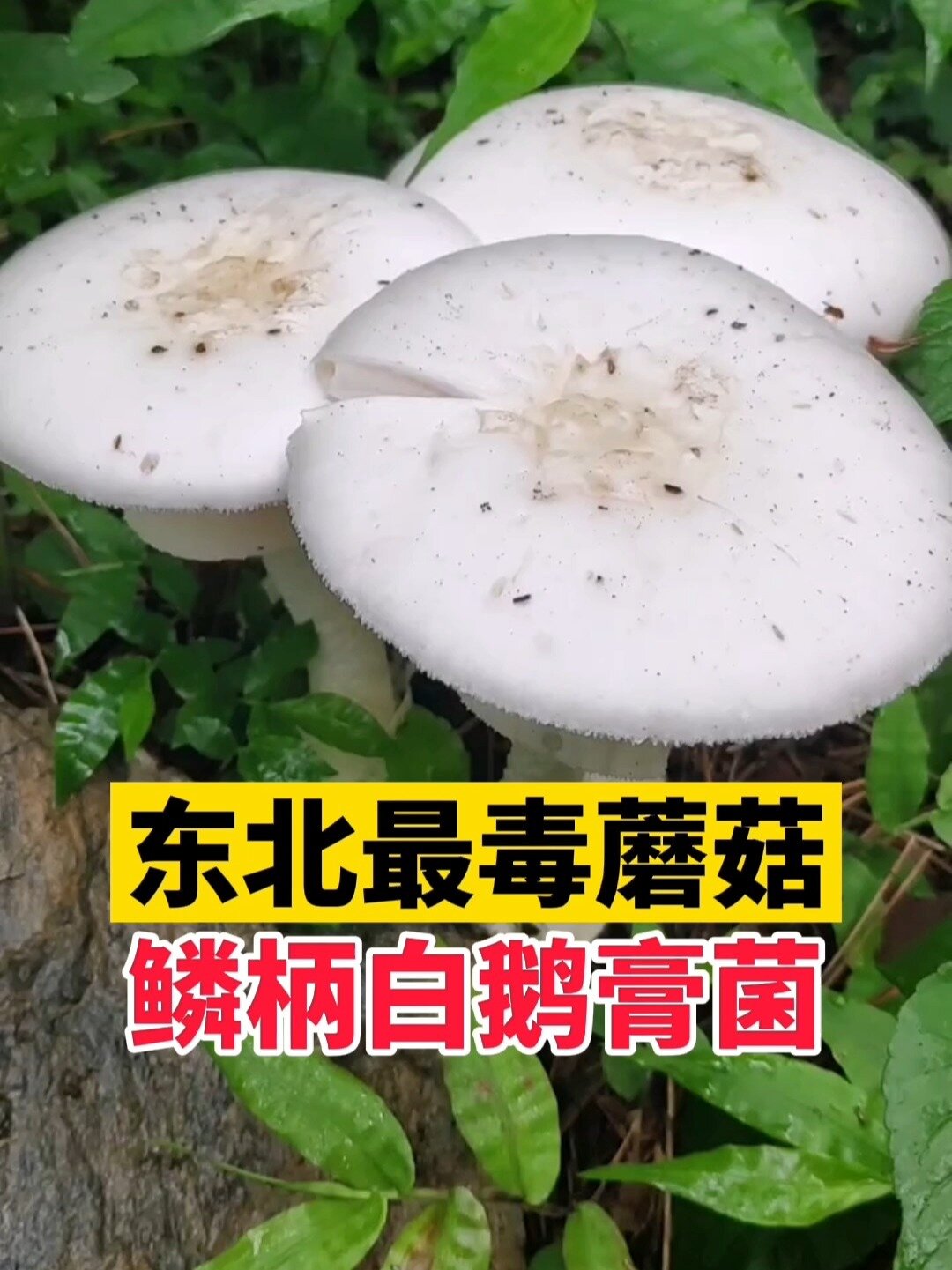 东北最毒蘑菇——鳞柄白鹅膏菌