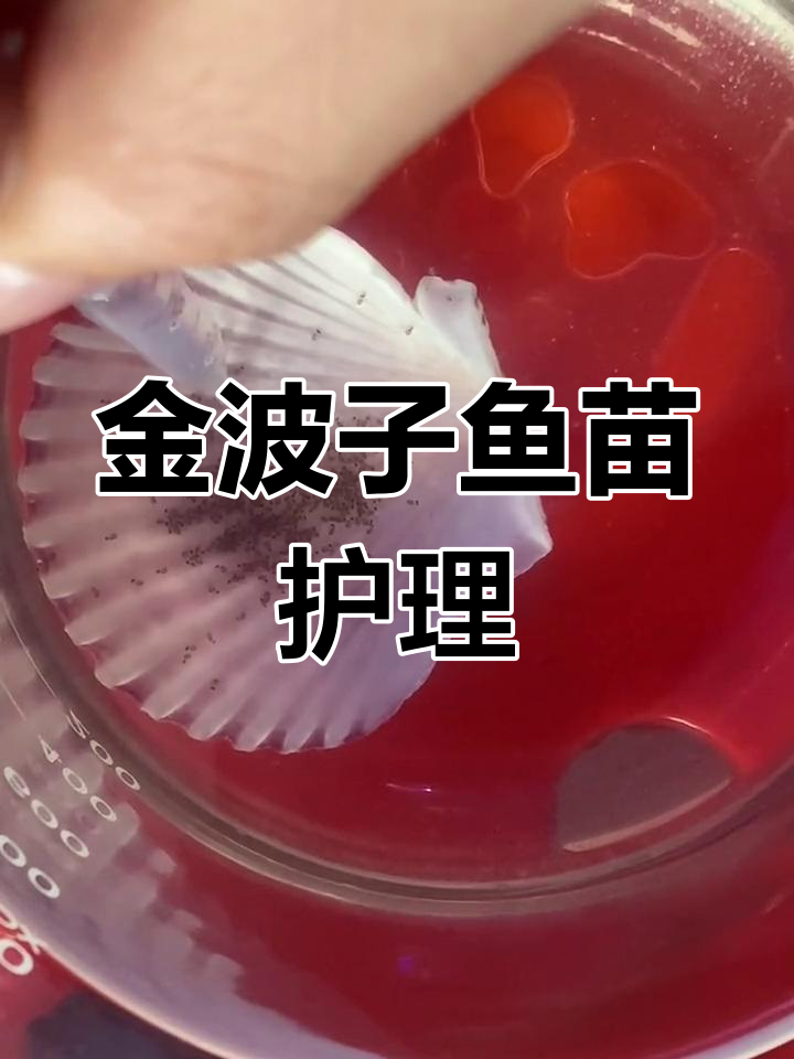 鱼卵膜清理技巧,避免小鱼死亡