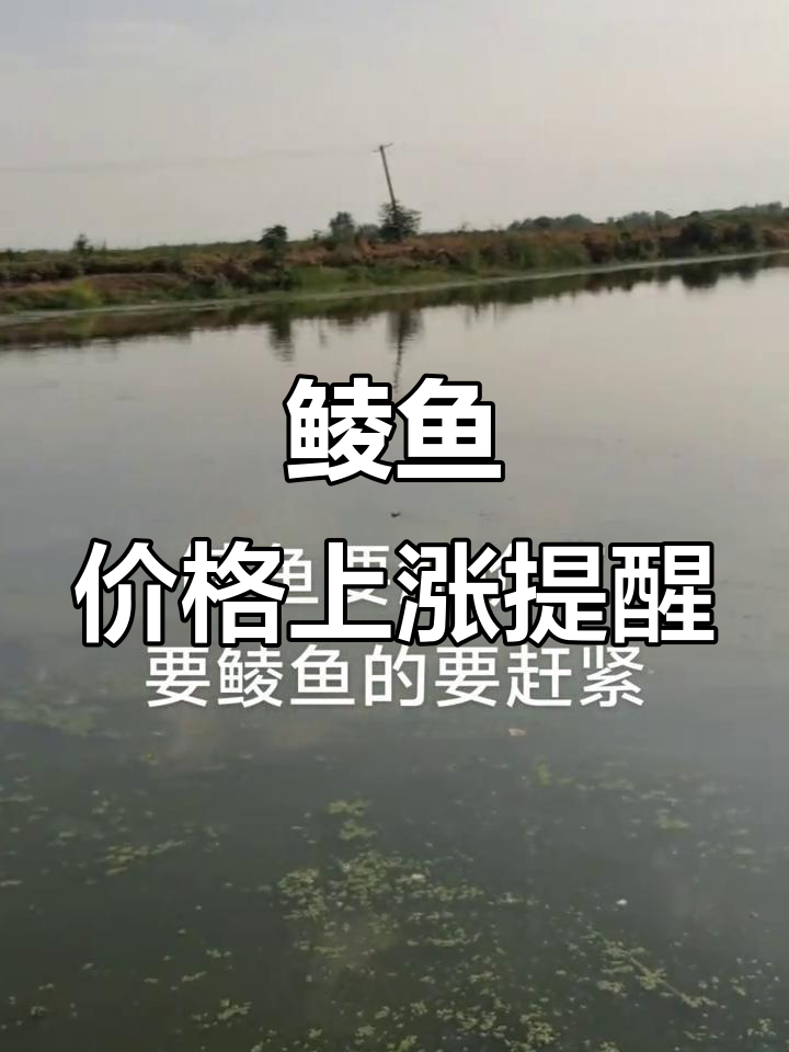 9月鲮鱼需求旺盛，价格将涨，抓紧购买！
