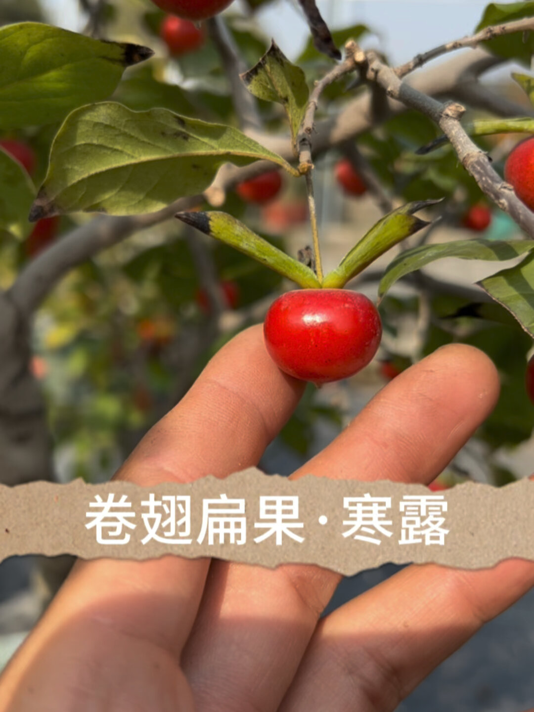 老鸦柿品种寒露