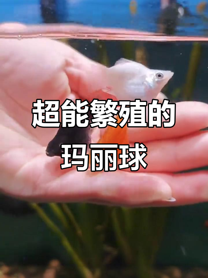 玛丽球鱼：超生游击队，圆滚滚的可爱小家伙