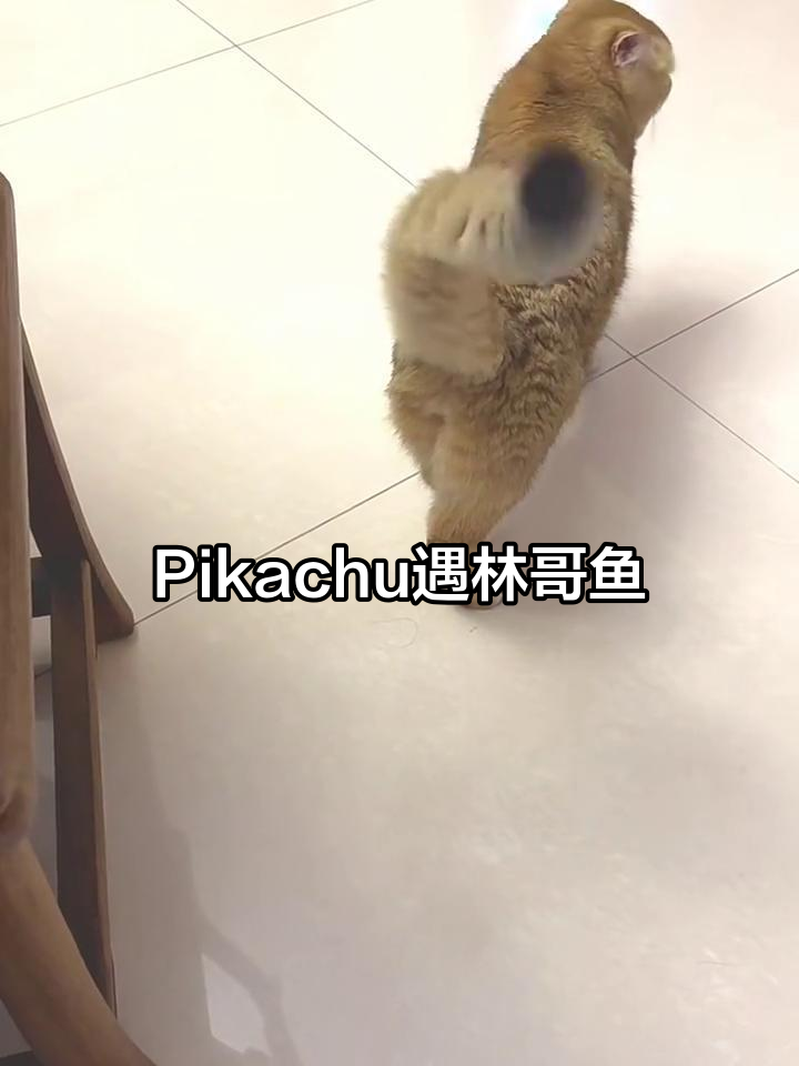 Pikachu与林哥鱼的首次邂逅,萌态十足!
