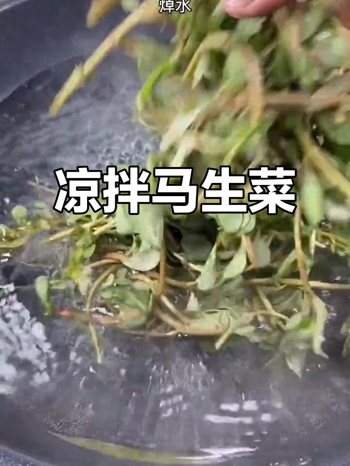 马生菜凉拌更美味,炒着吃口感差哦!