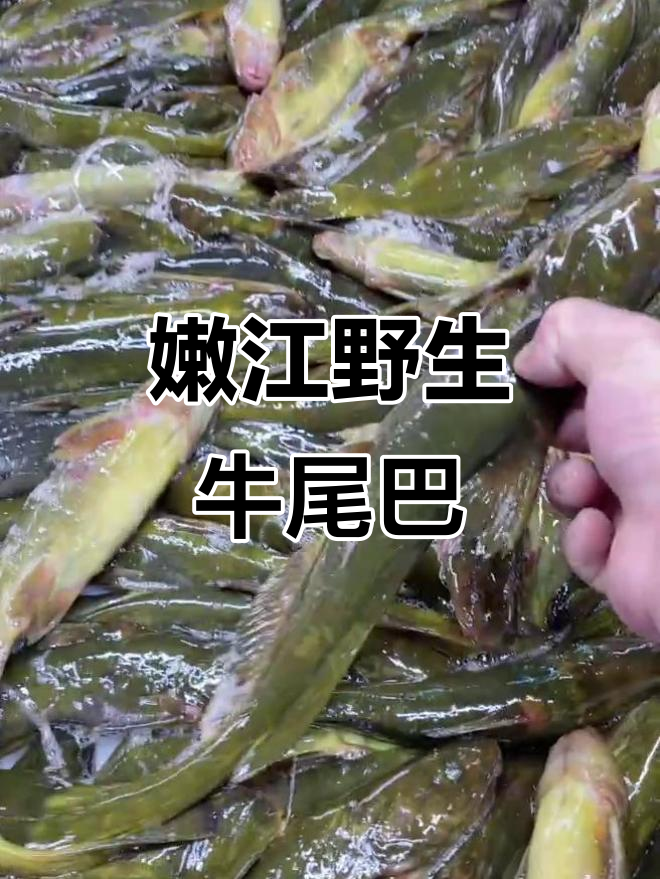 嫩江野生牛尾巴鱼,大网捞上来的惊喜!