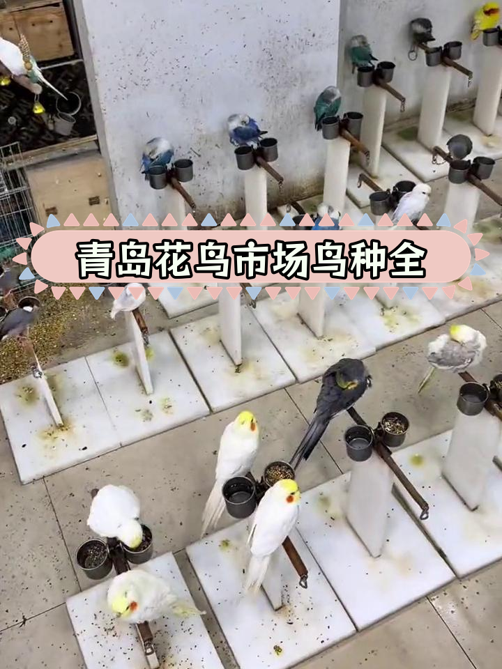 青岛花鸟市场探访:鹦鹉种类繁多