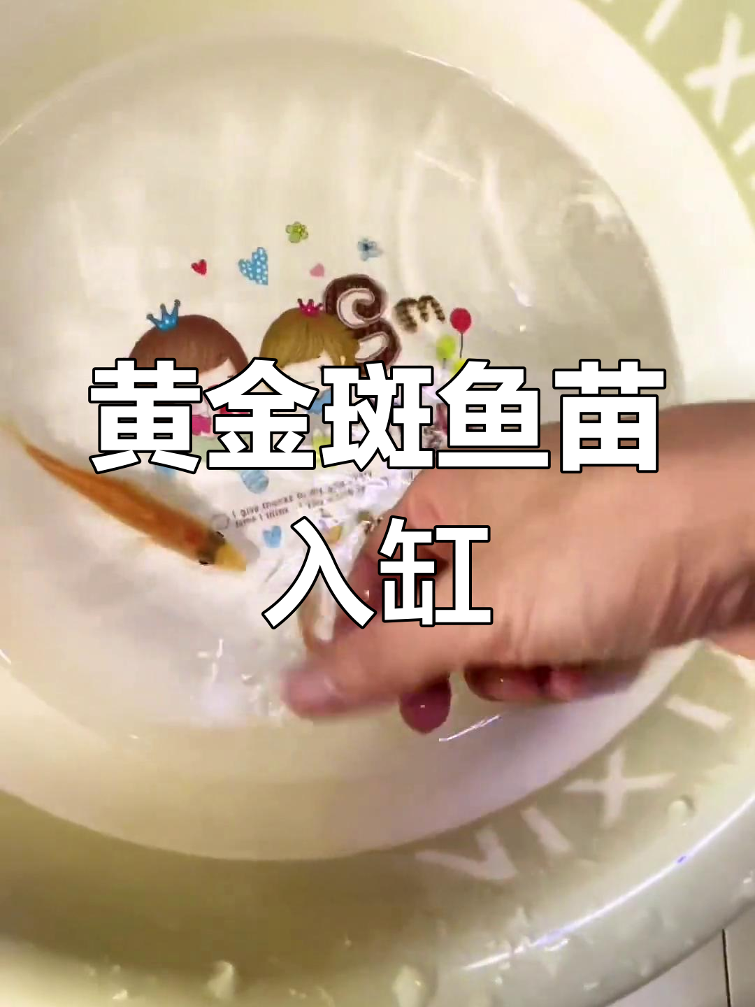 小黄金斑鳙入缸定水成功,两个月后将放入溪流缸